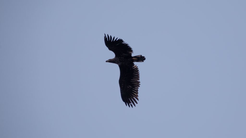 aigle qui vole